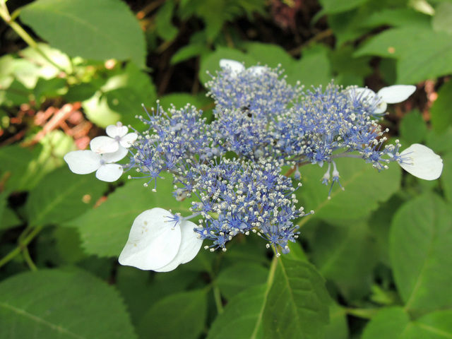 DSCN2667.jpg